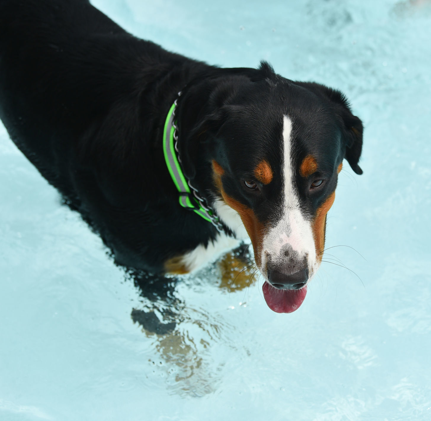 082919-bet-doggysplash-099a.JPG